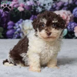 Titus, Havapoo Puppy